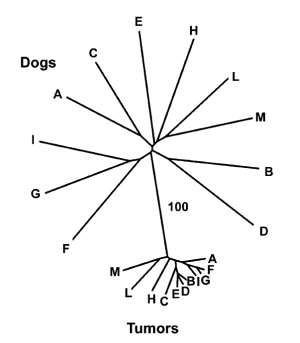 chord distance graph